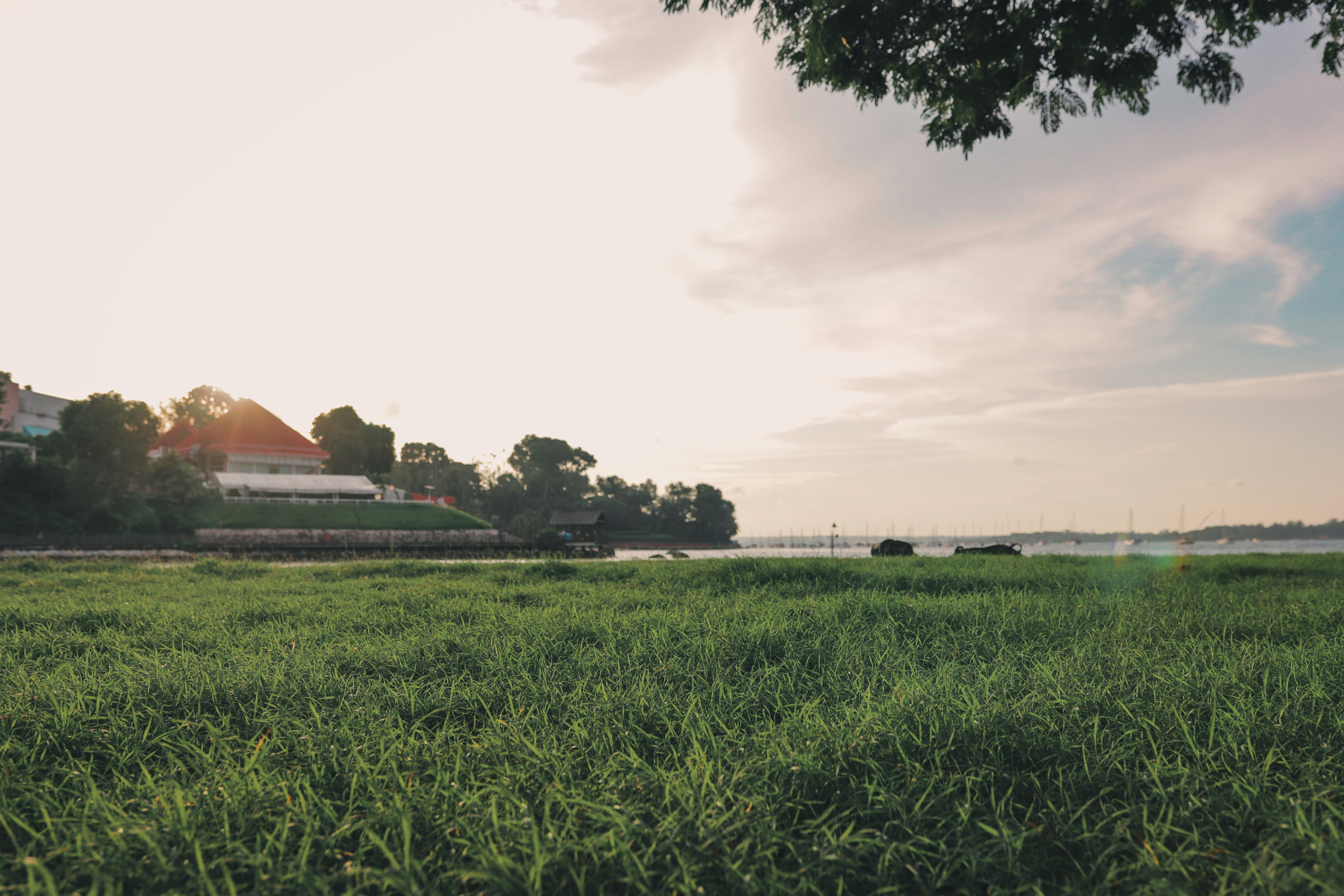 a field of grass with a house in the background