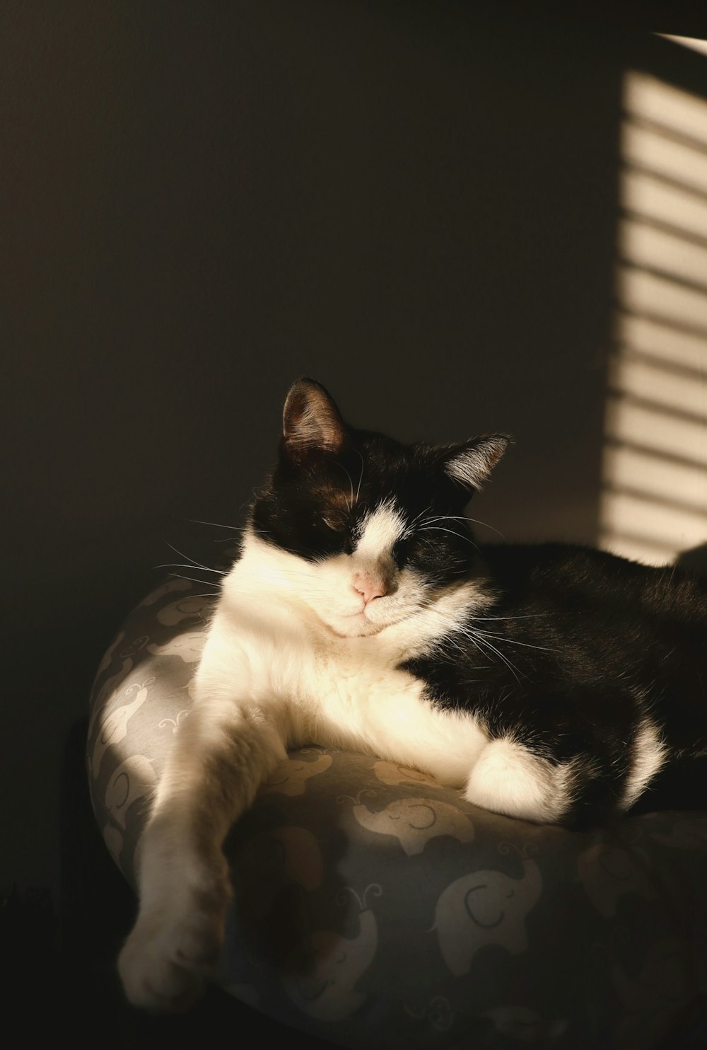 a black and white cat laying on top of a chair