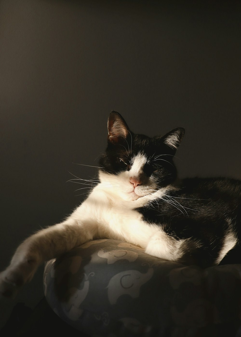 a black and white cat laying on top of a pillow