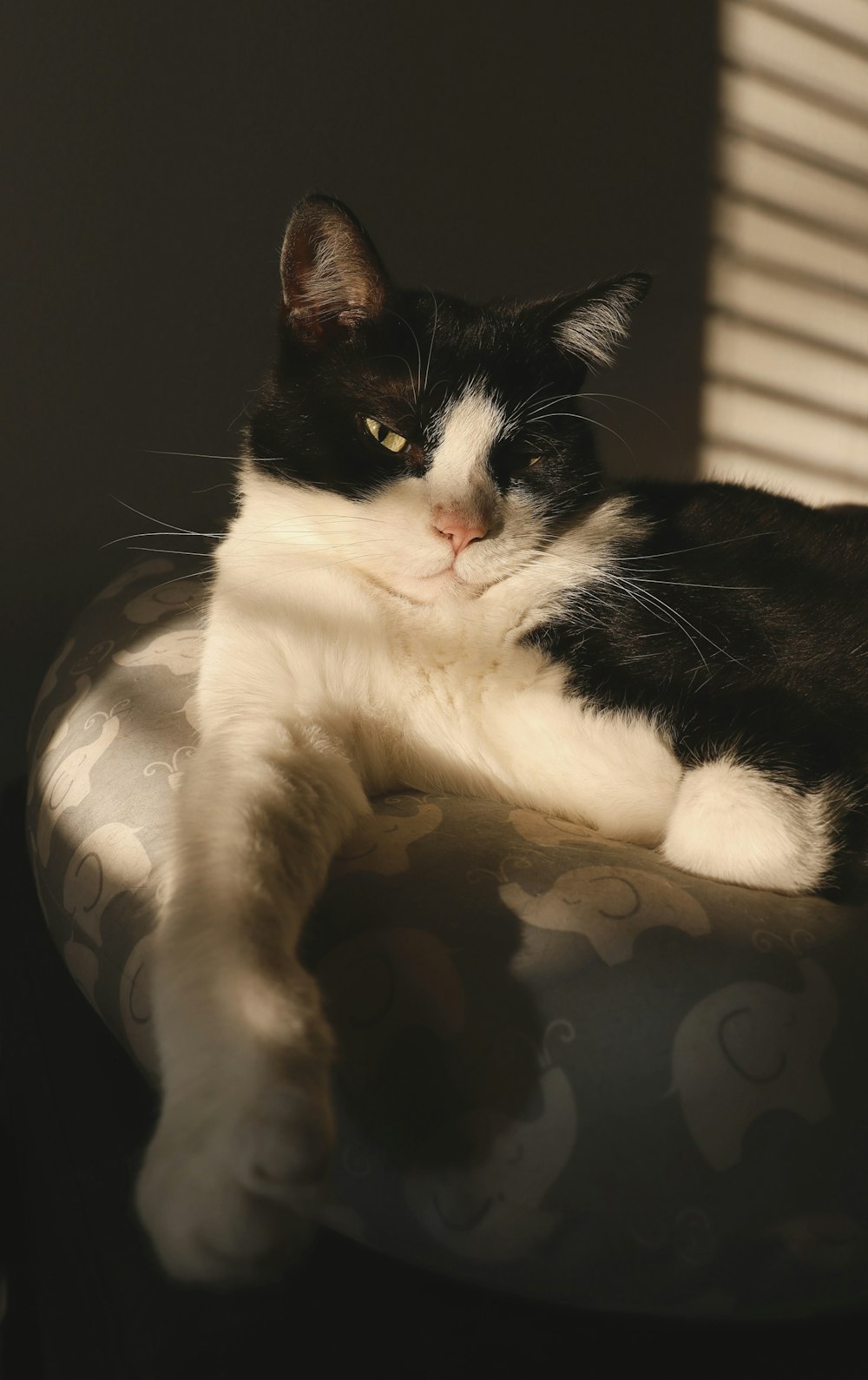 a black and white cat laying on top of a chair