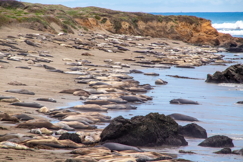 a group of sea lions laying on the beach