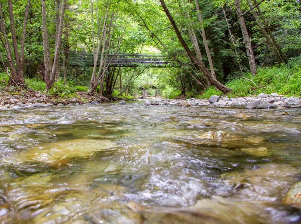 a river running through a lush green forest