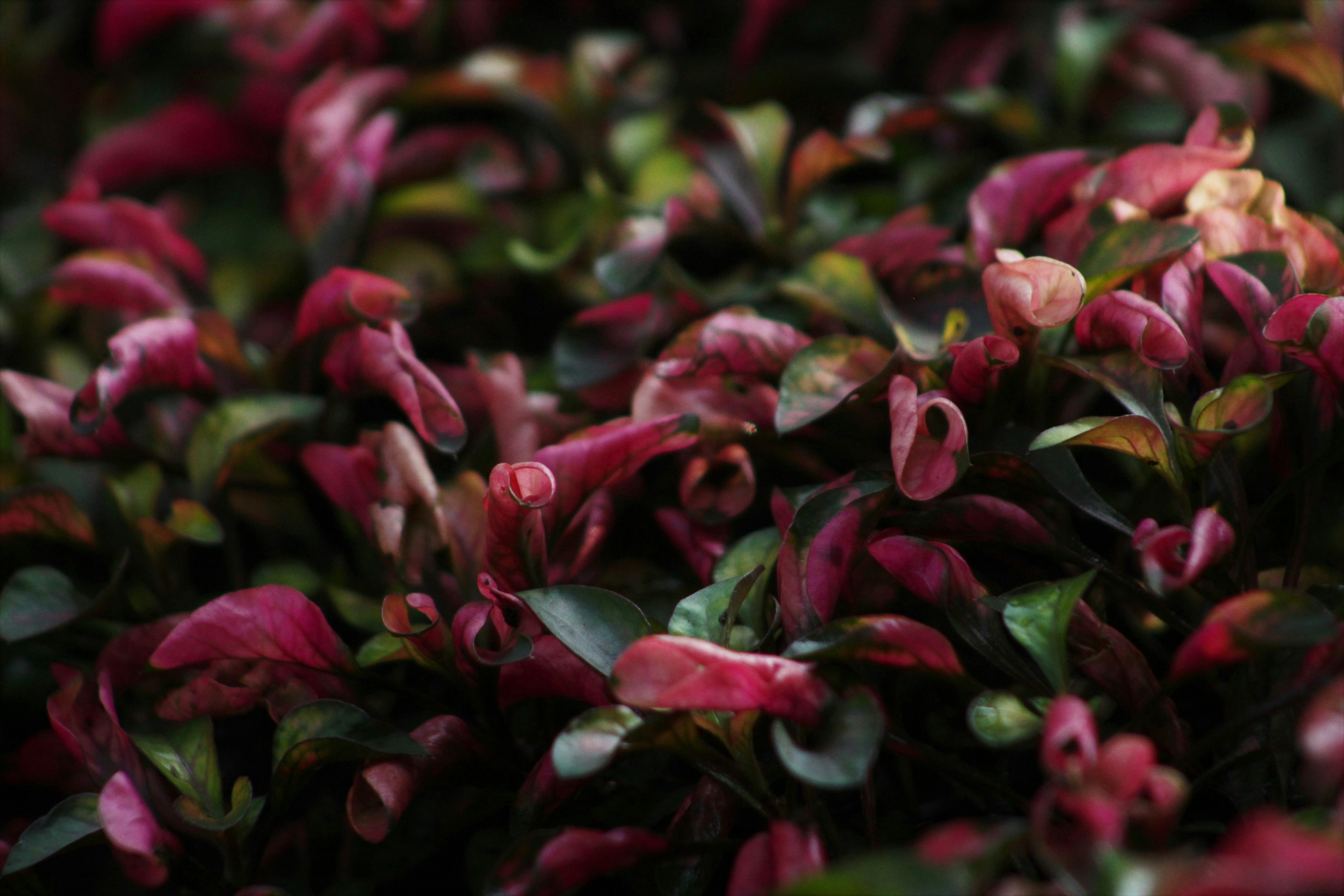 Photo by ricky_fajar_wisnu_adiputra