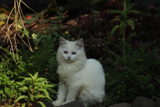 A serene cat lounging peacefully in a sunlit garden surrounded by lush greenery.