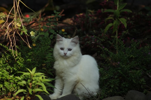 A serene cat lounging peacefully in a sunlit garden surrounded by lush greenery.