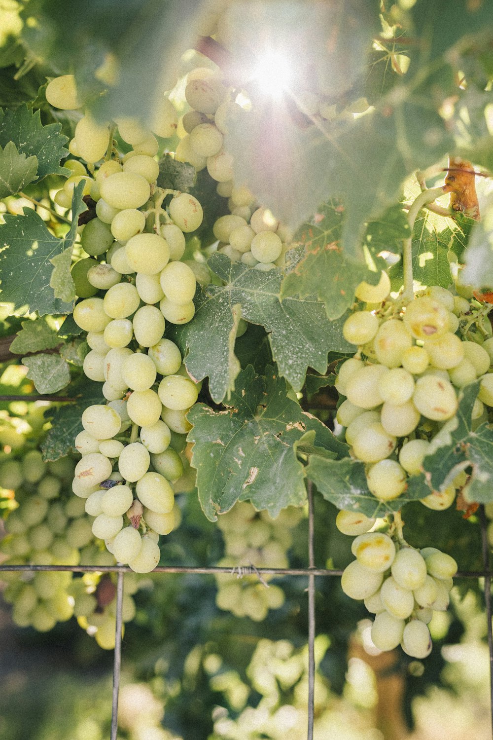 a bunch of grapes hanging from a wire fence