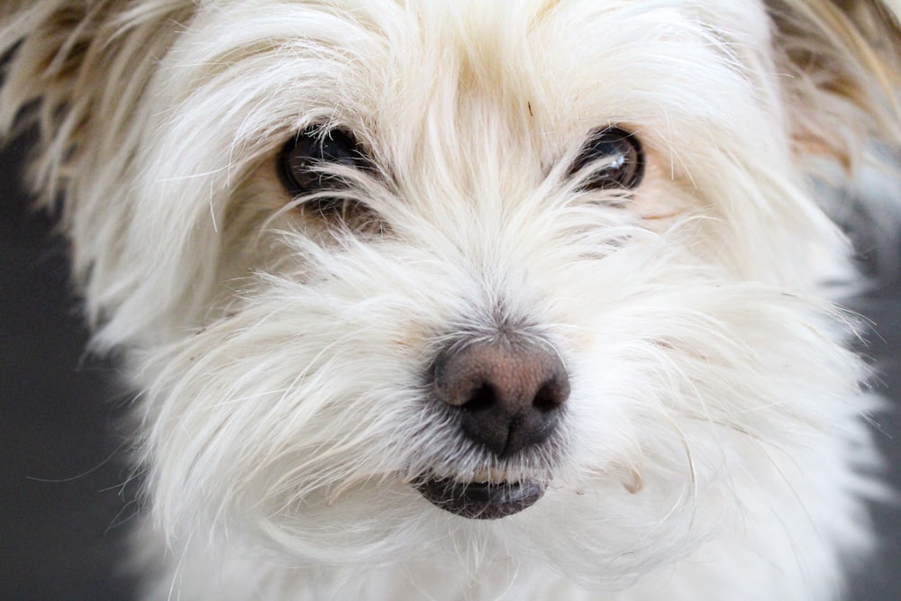 Un primo piano di un piccolo cane bianco