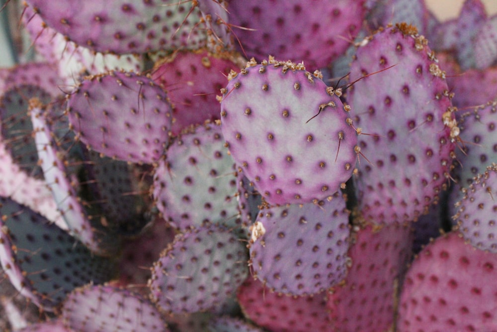 a close up of a bunch of cactus plants