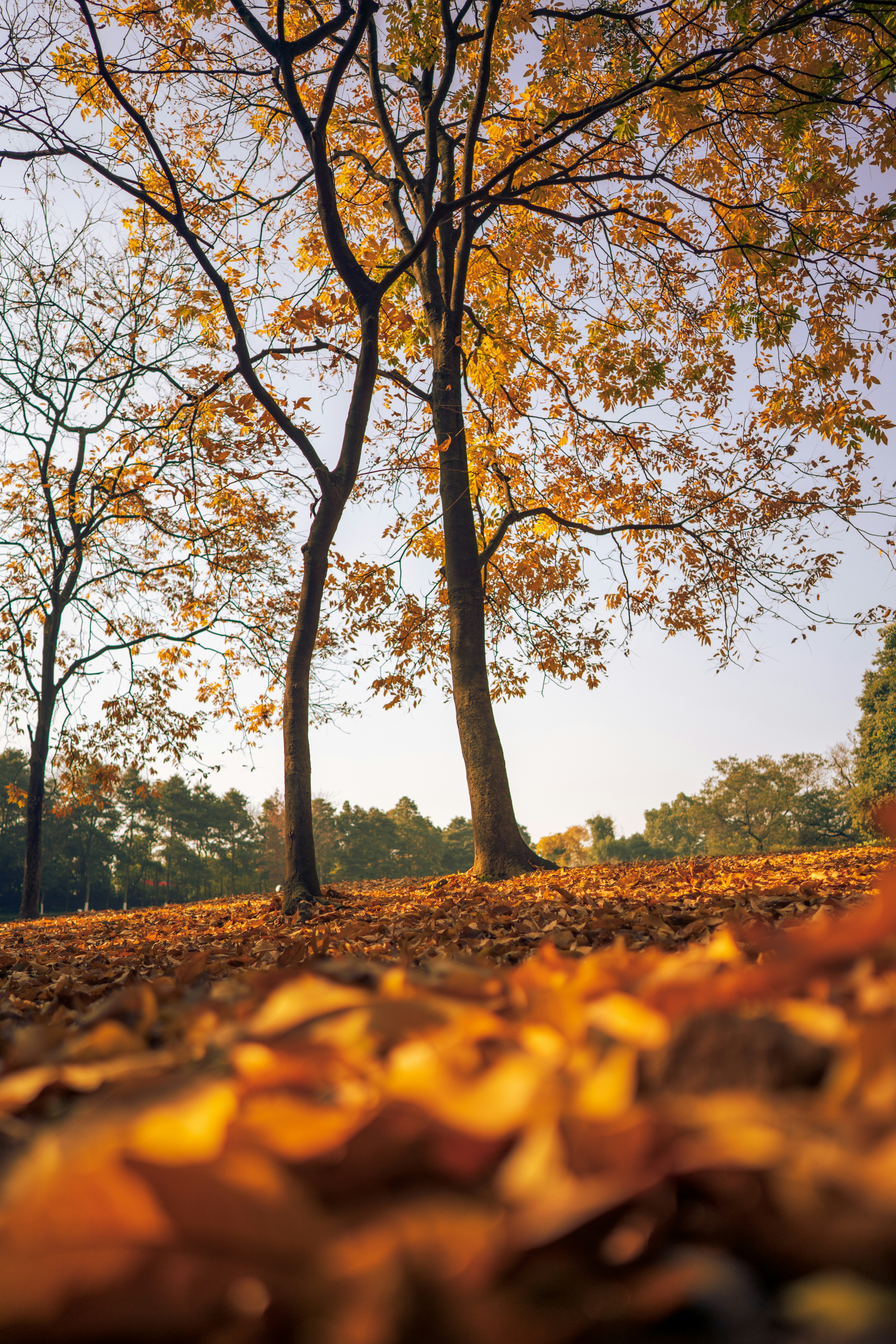 隣り合った木のカップル