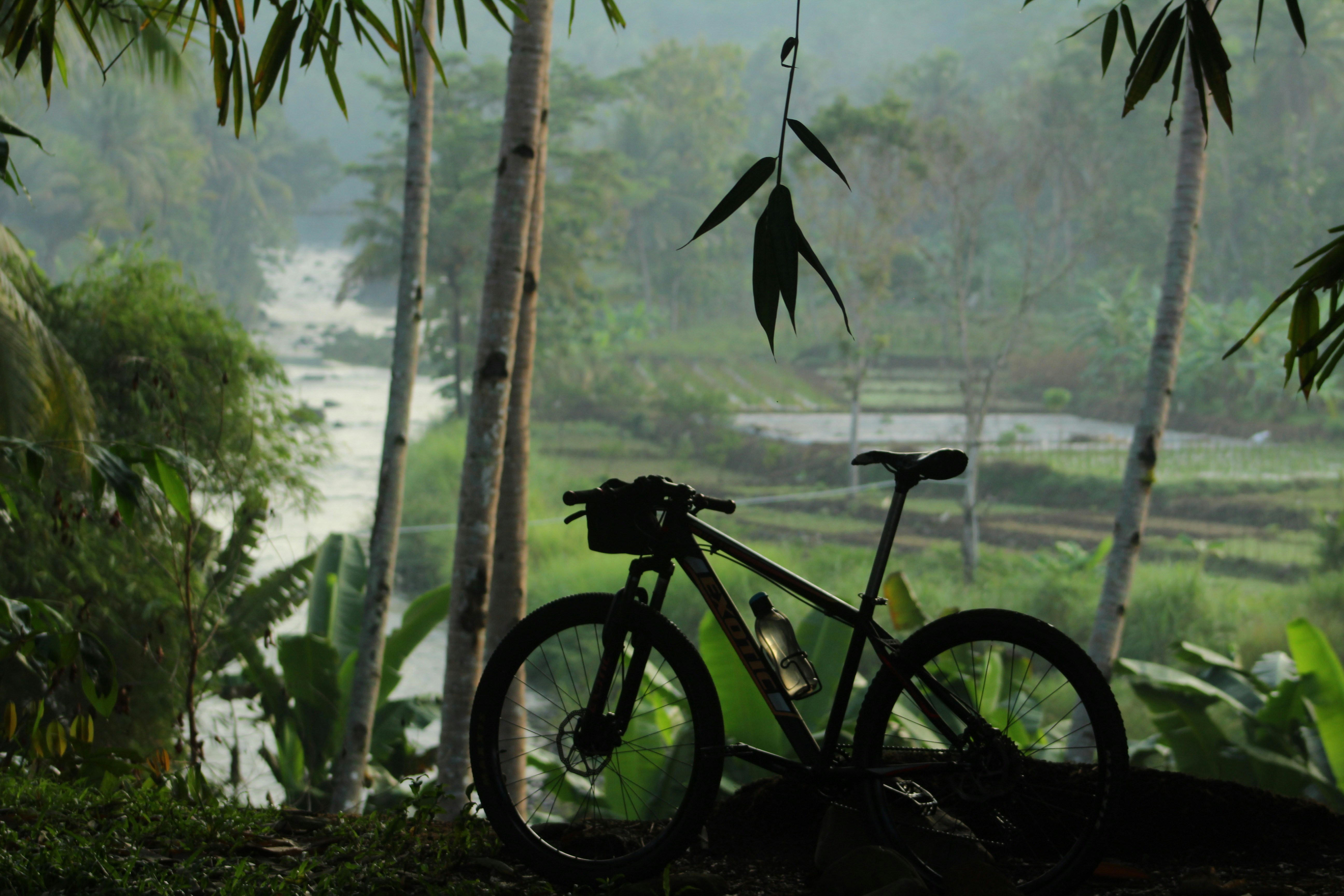 a bicycle is parked in the shade of a tree