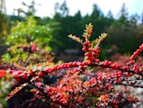 Close-up of fresh wild berries growing naturally on a bush.
