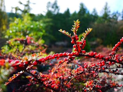Close-up of fresh wild berries growing naturally on a bush.