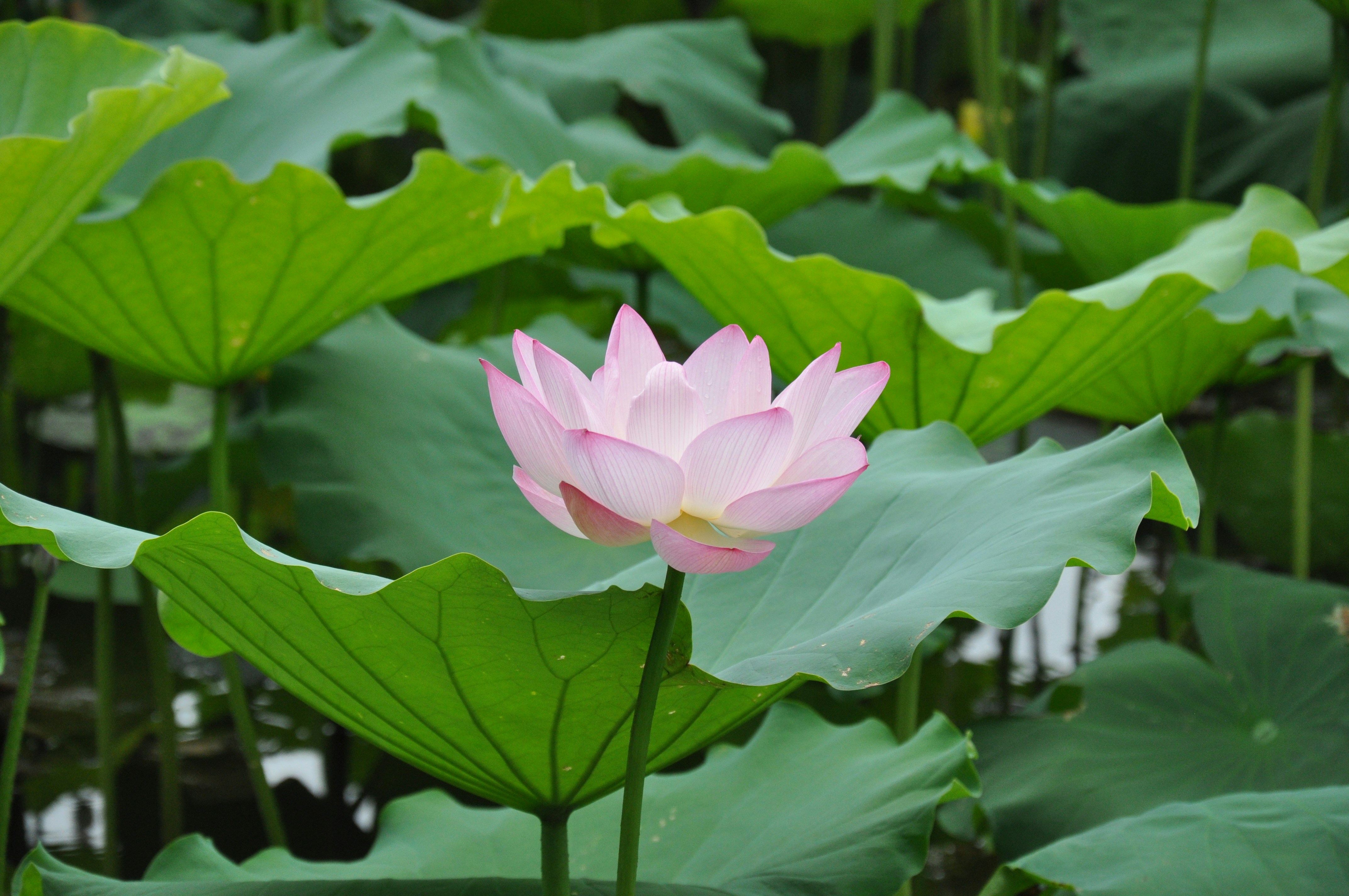 Photo by thekeroking