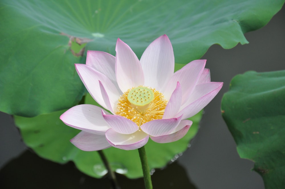 a pink and white flower sitting on top of a green leaf