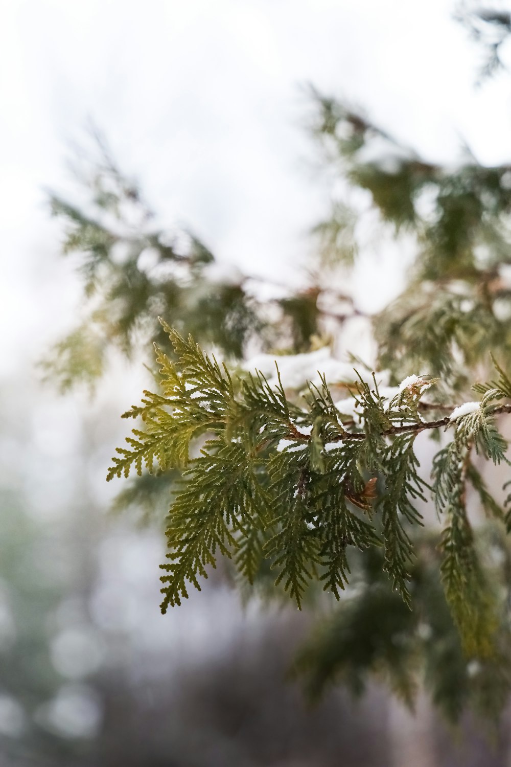 a close up of a tree branch with a blurry background