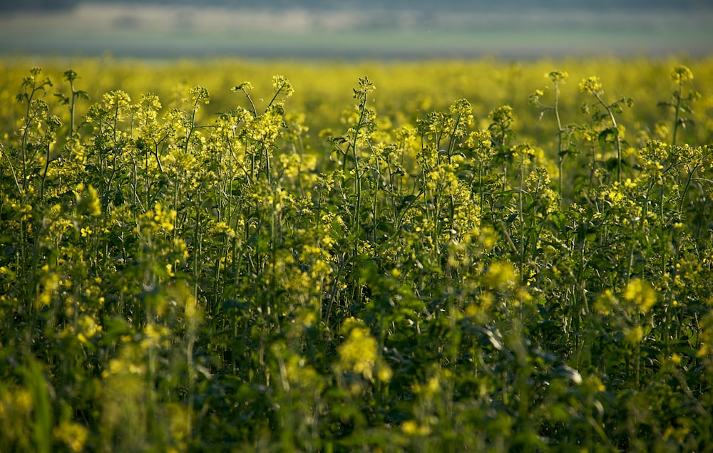 a field full of green plants with a sky in the background