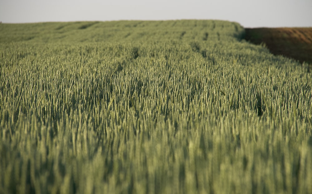 a large field of green grass on a sunny day