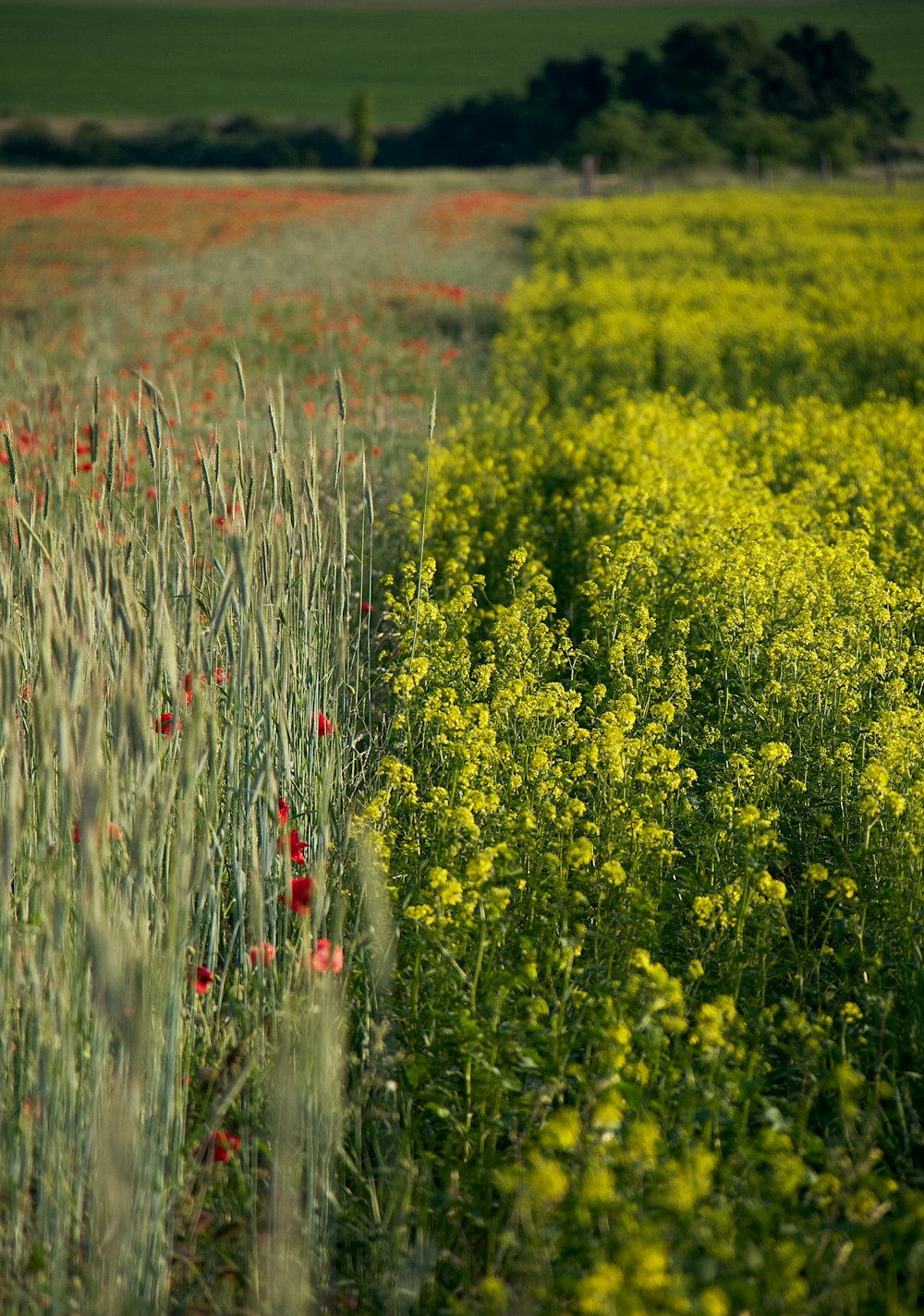 a field full of tall grass and red flowers