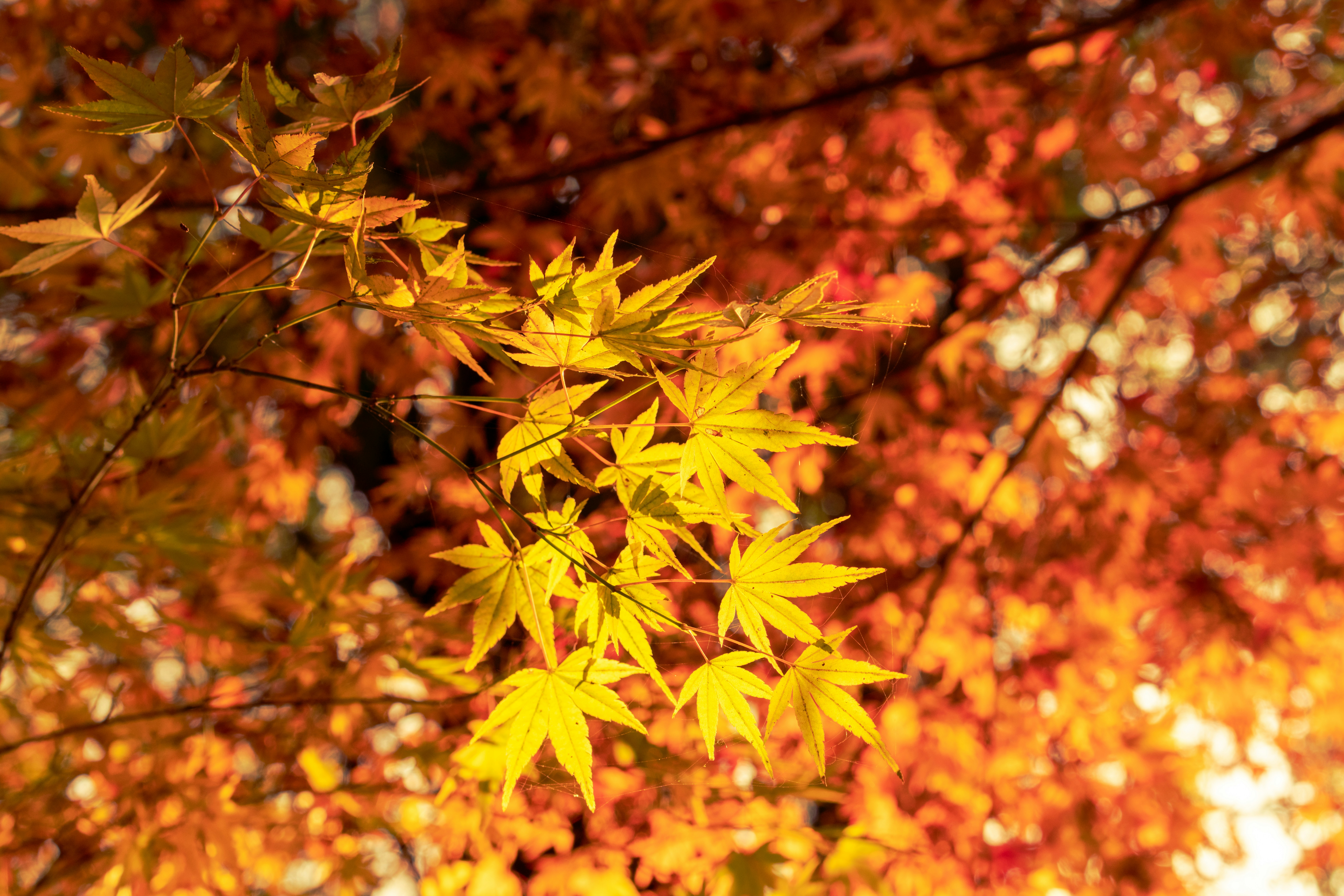 黄色い葉を持つ木の接写