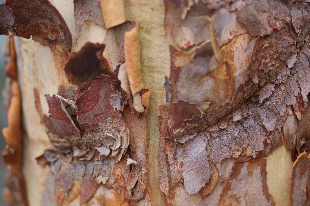 a close up of the bark of a tree