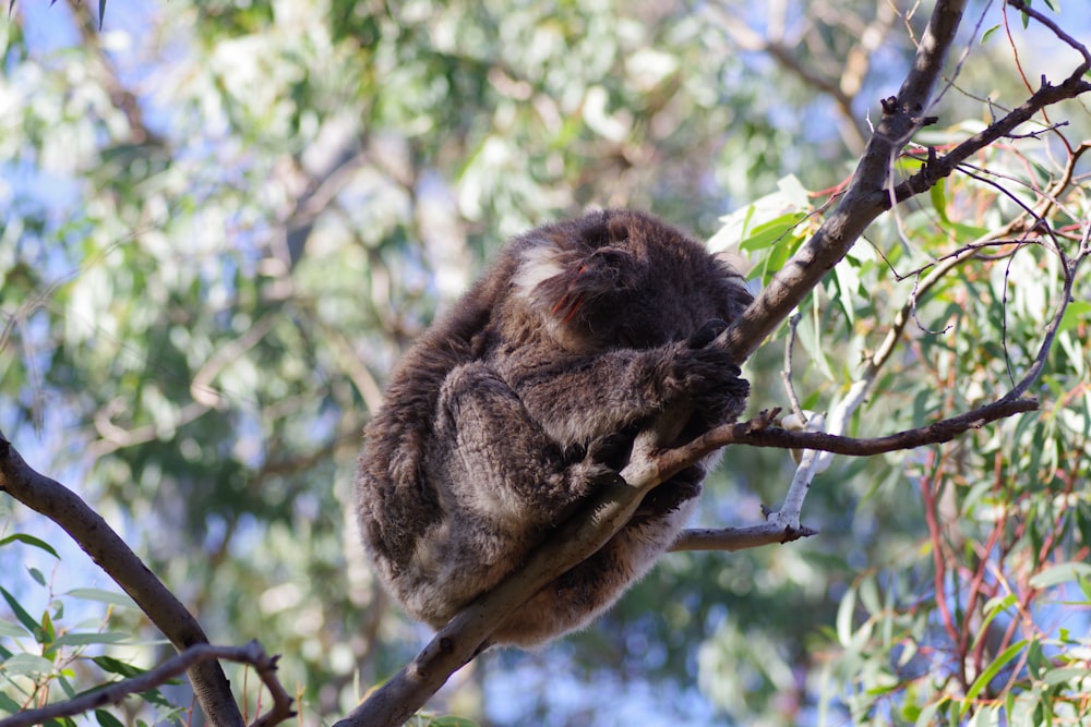 Un koala assis sur une branche d’arbre dans un arbre