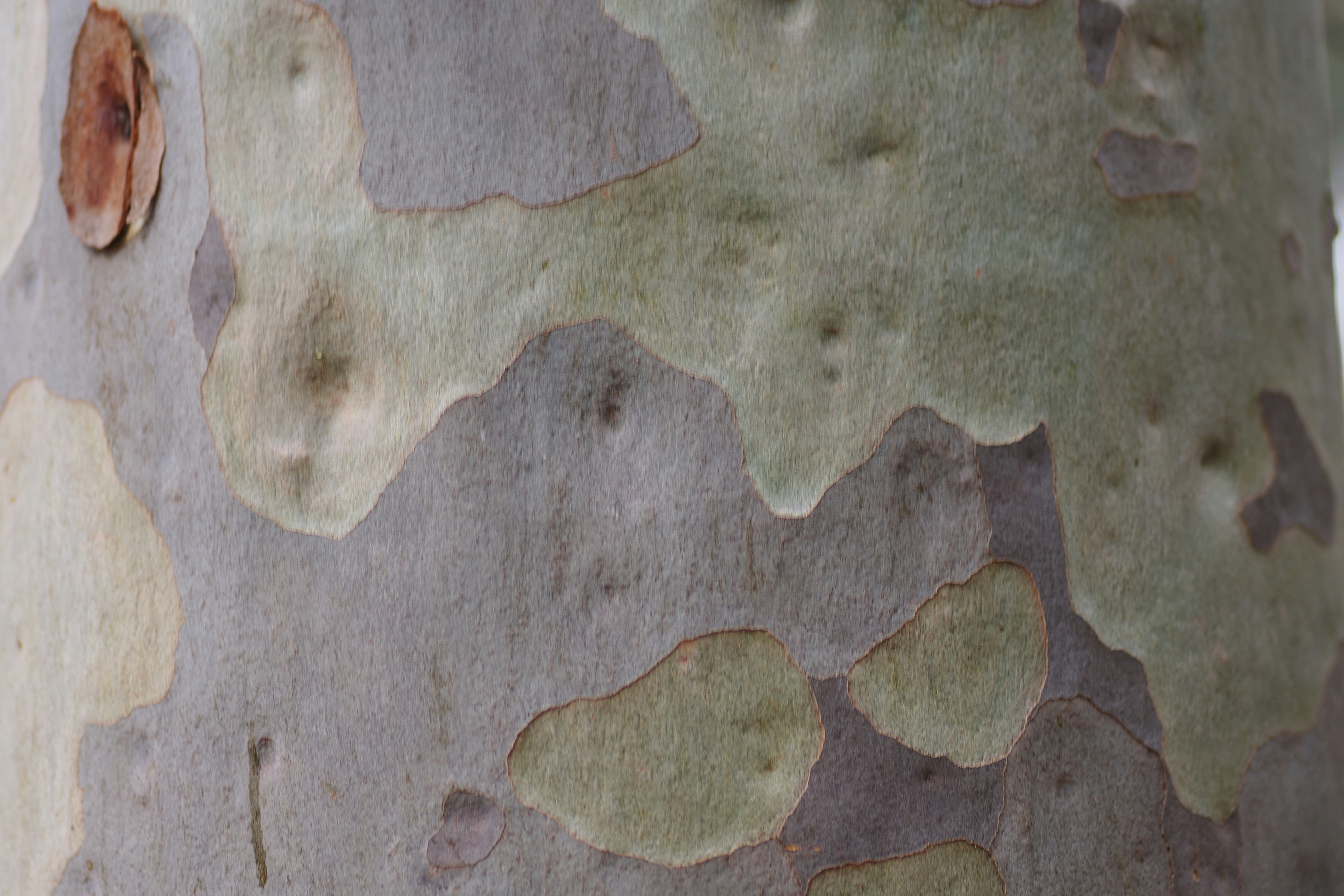 a close up of the bark of a tree