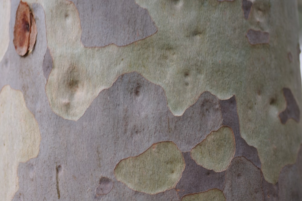 a close up of the bark of a tree