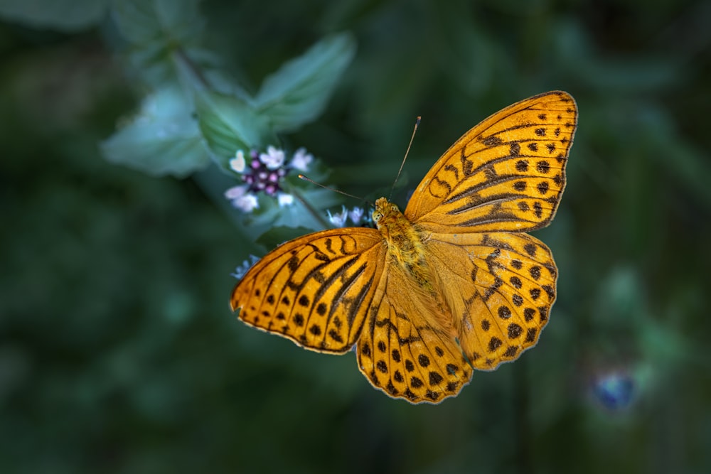 a close up of a butterfly on a flower