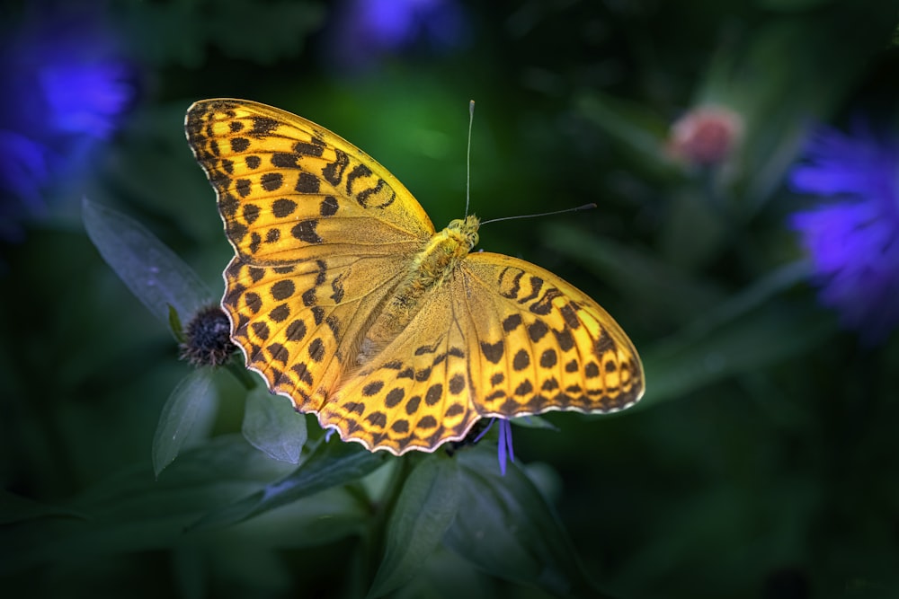 a yellow butterfly sitting on top of a purple flower