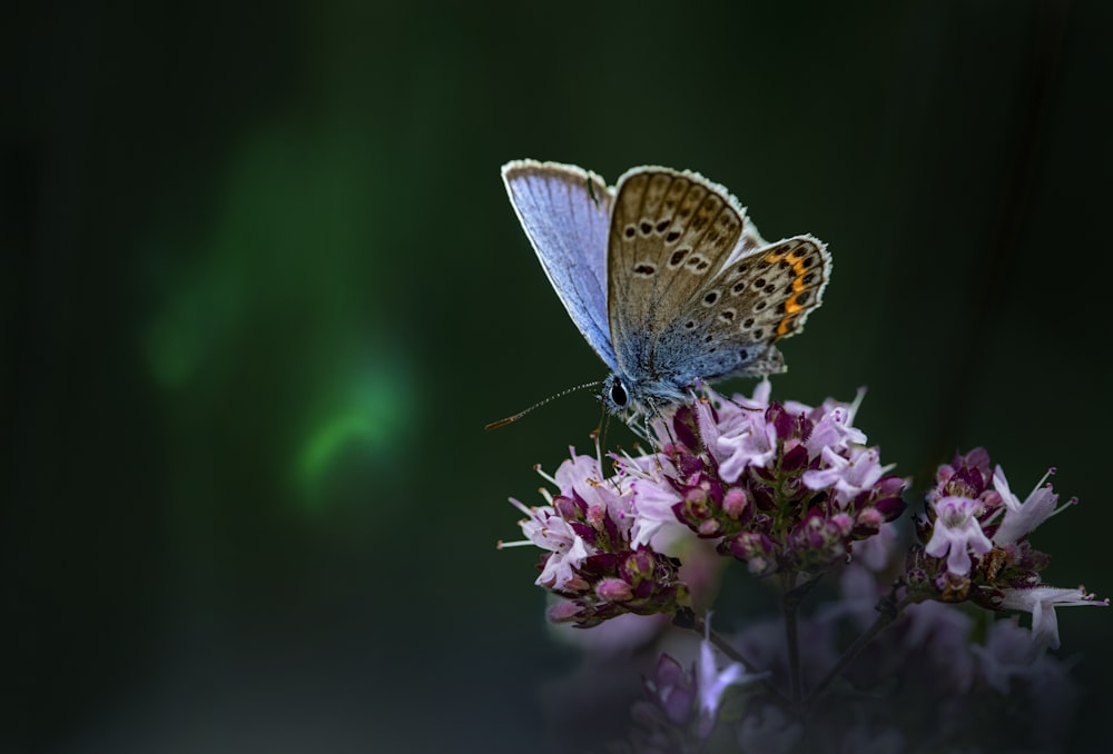 a blue butterfly sitting on top of a purple flower