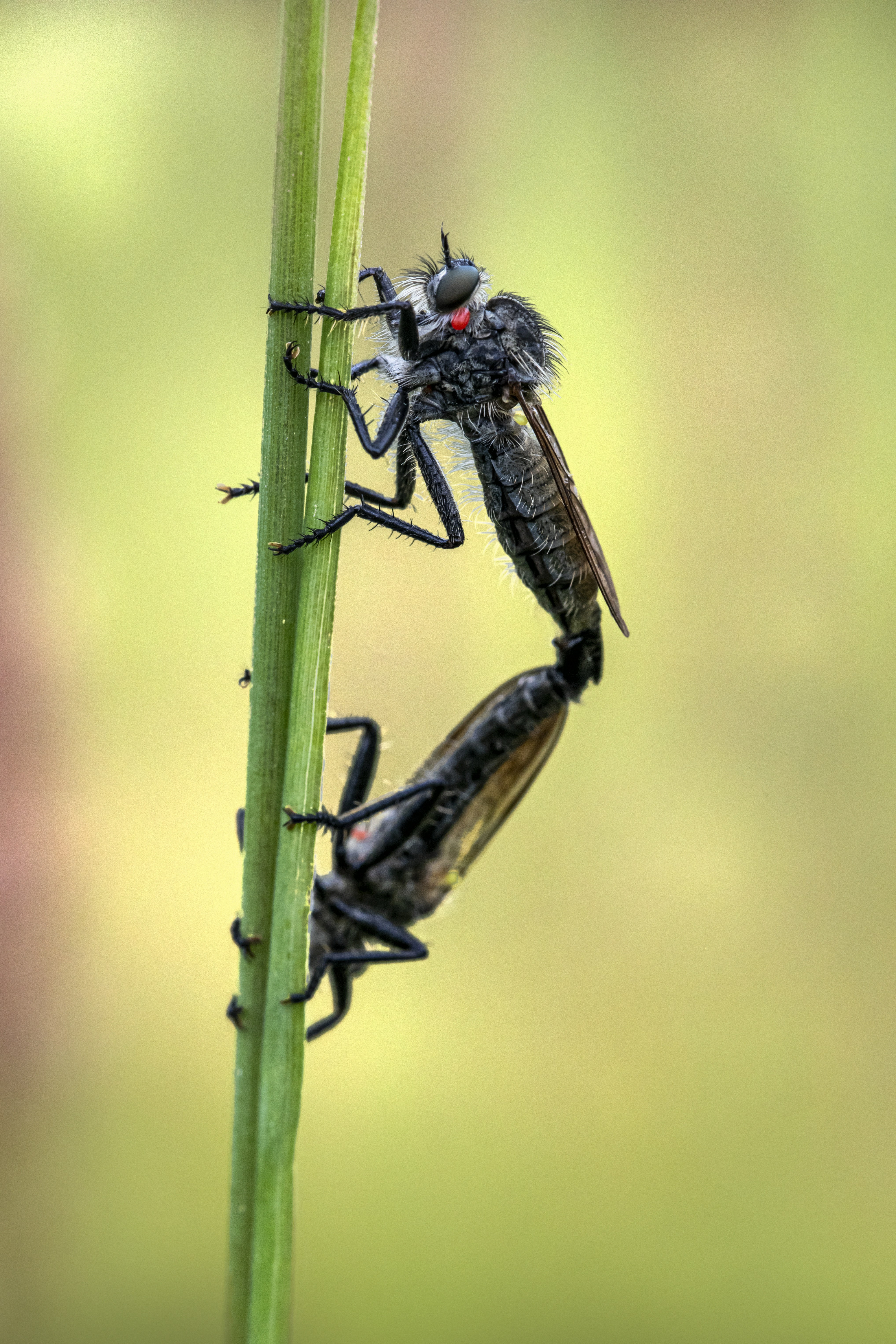 Photo by erik_karits