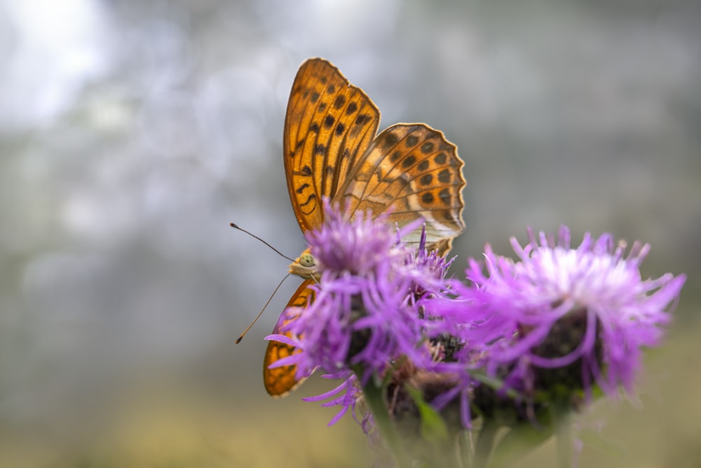 a butterfly sitting on top of a purple flower