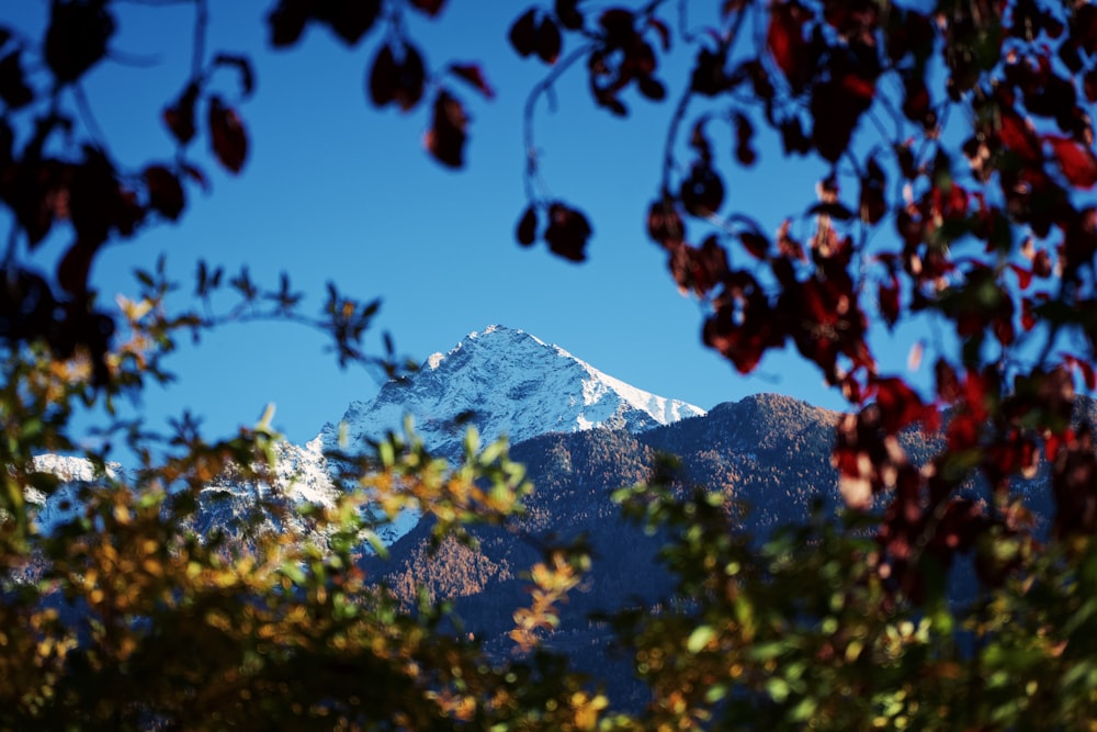 a view of a snowy mountain through some trees