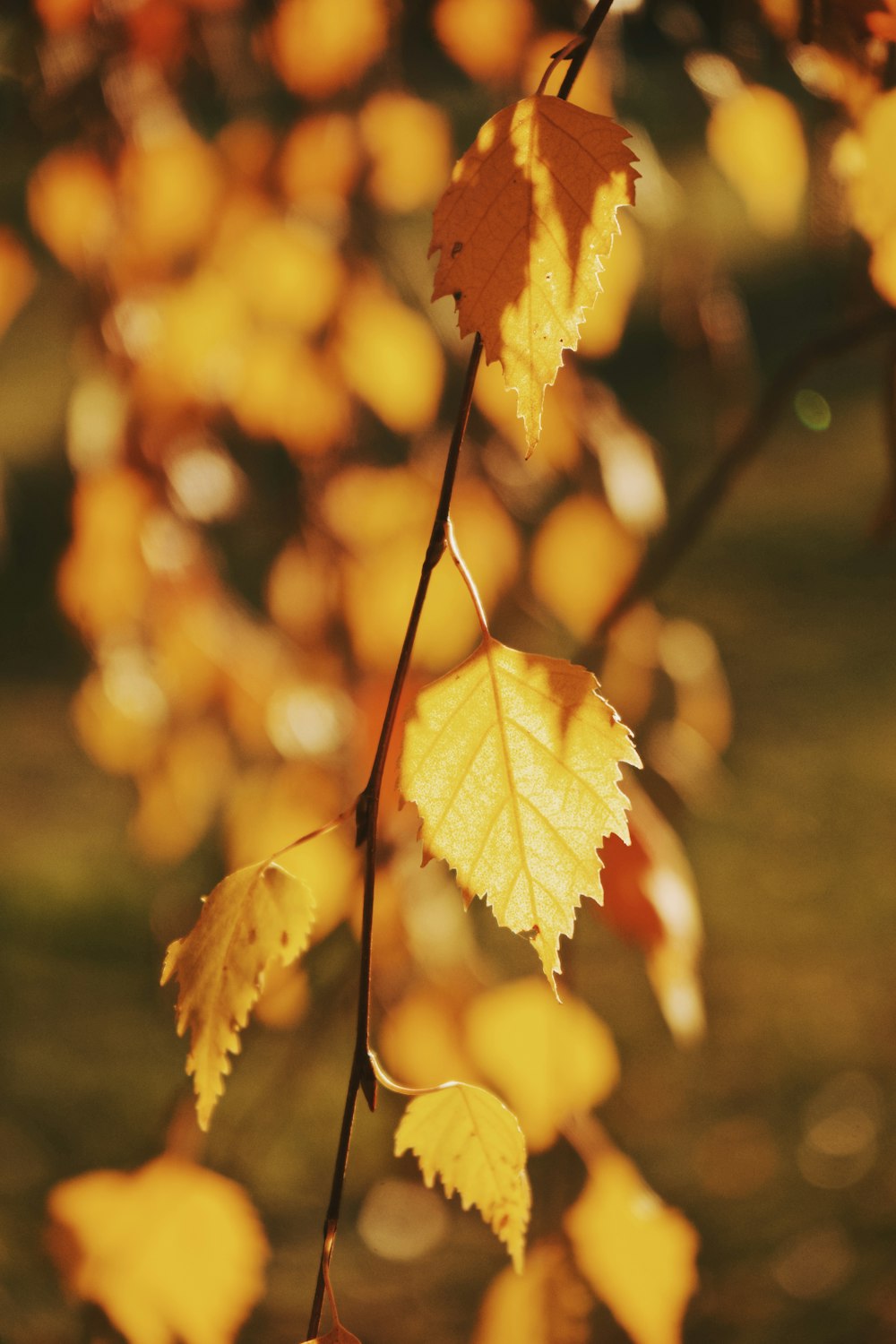 a close up of a tree with yellow leaves