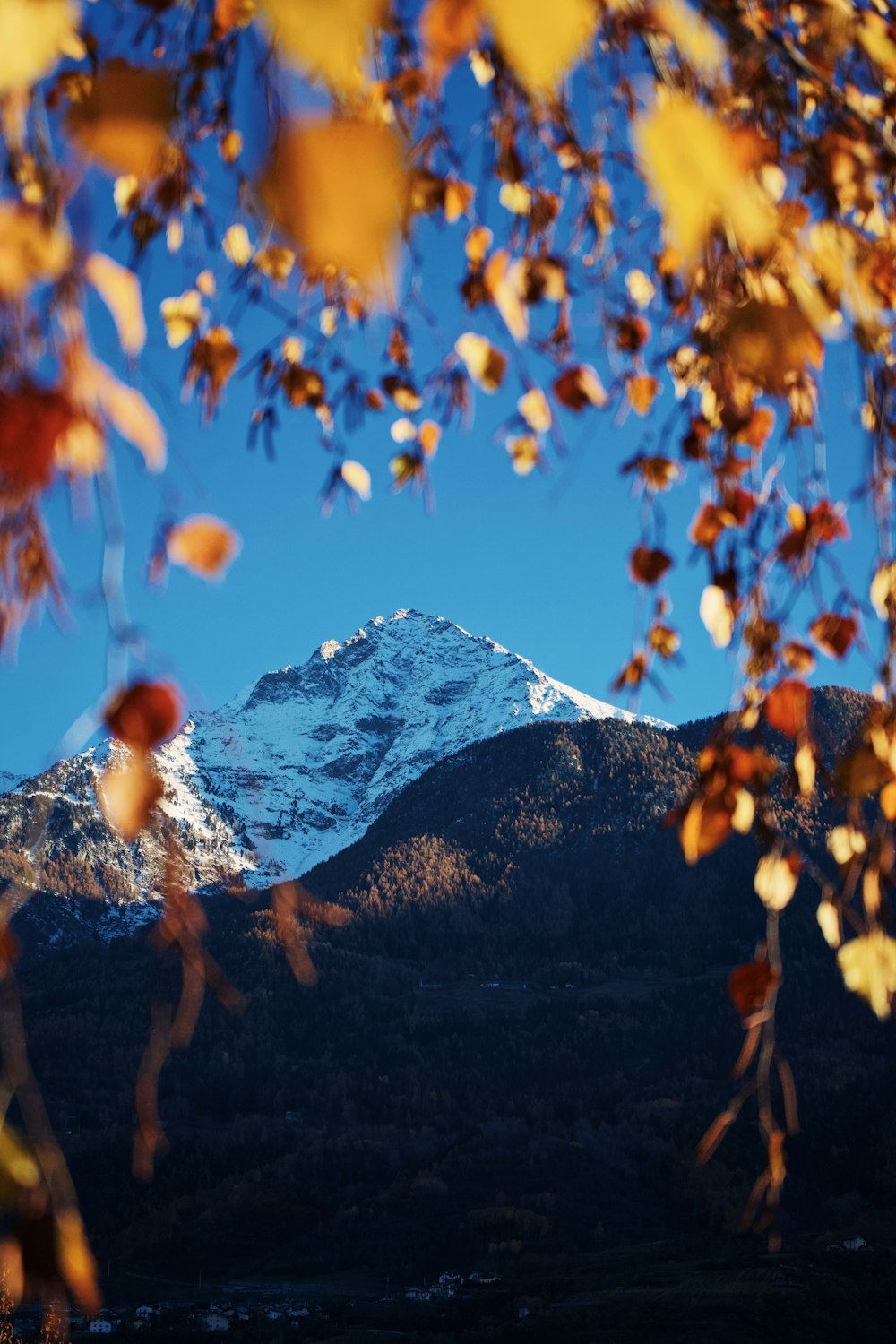 a view of a snow capped mountain through the leaves of a tree
