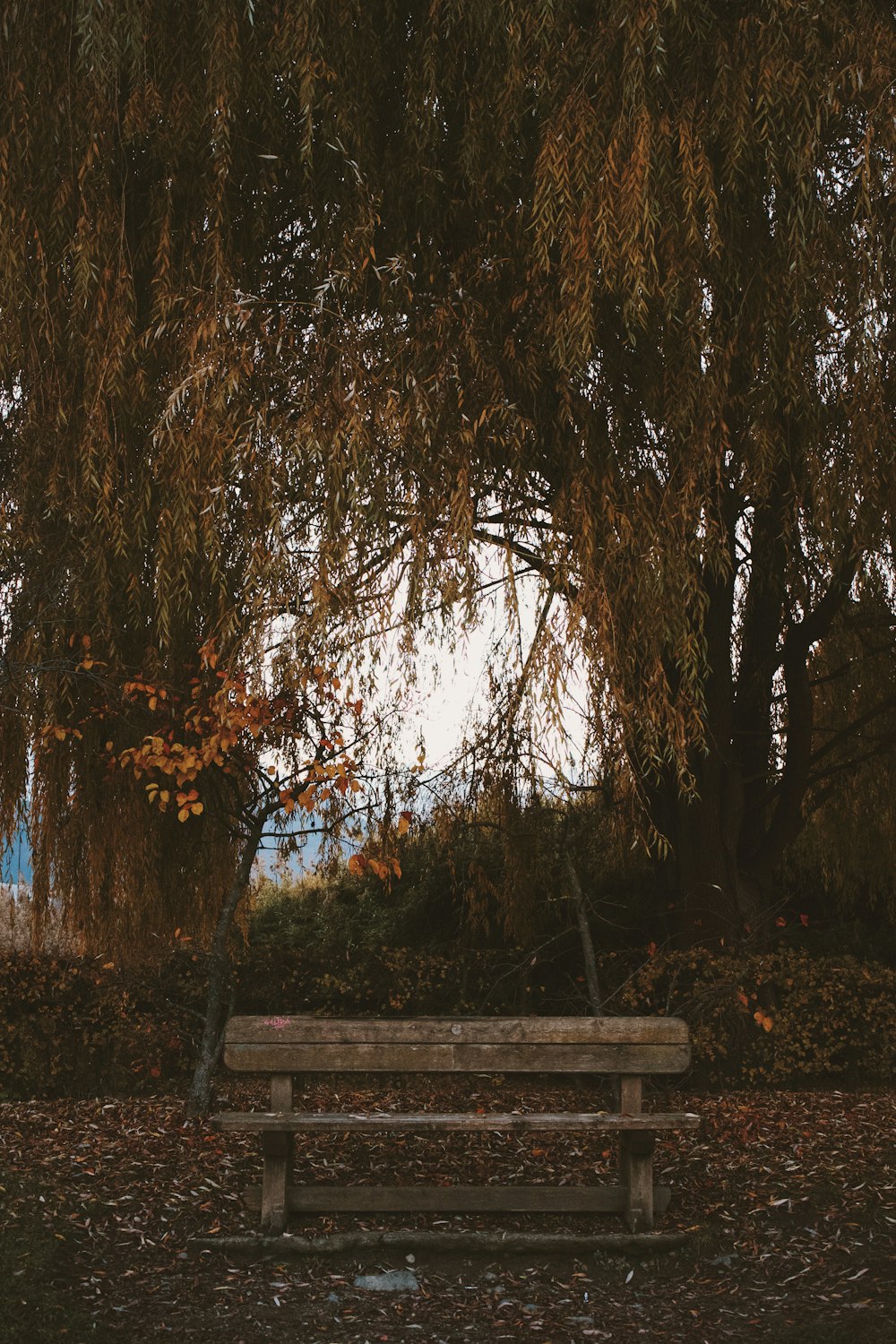 una panca di legno seduta sotto un grande albero