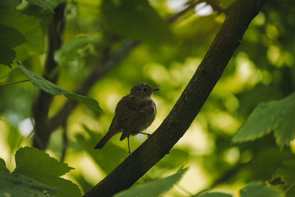 Ein kleiner Vogel sitzt auf einem Ast