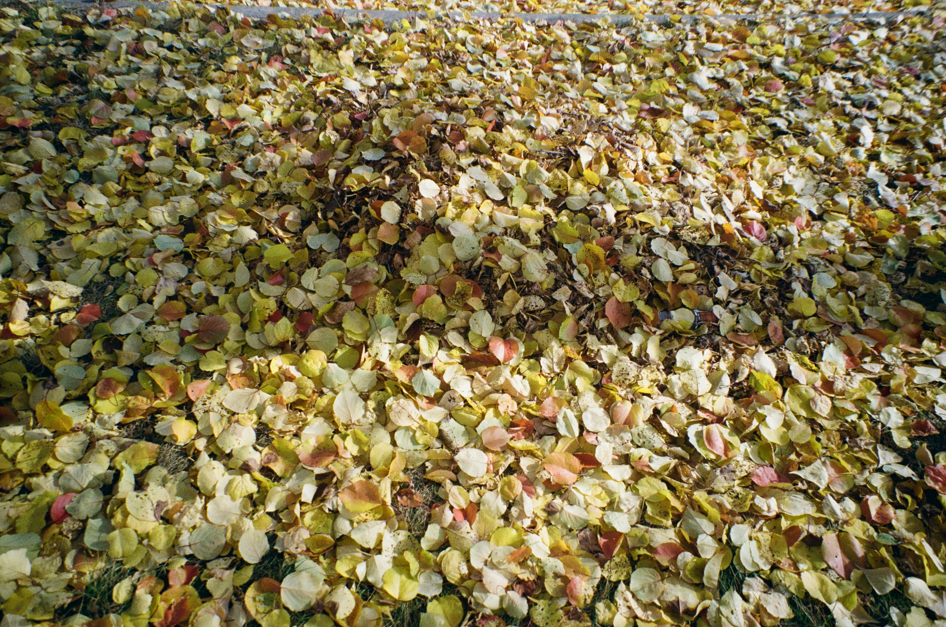 a bunch of leaves that are on the ground