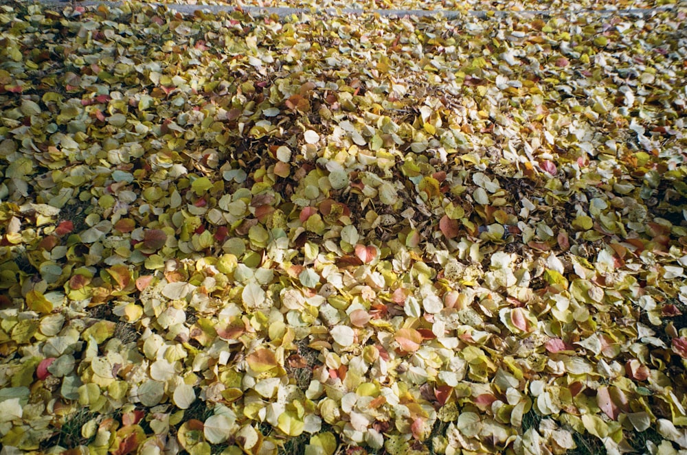 a bunch of leaves that are on the ground