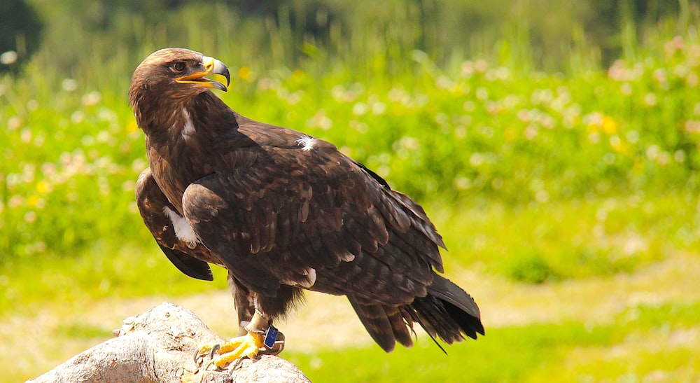 a large bird of prey sitting on a rock