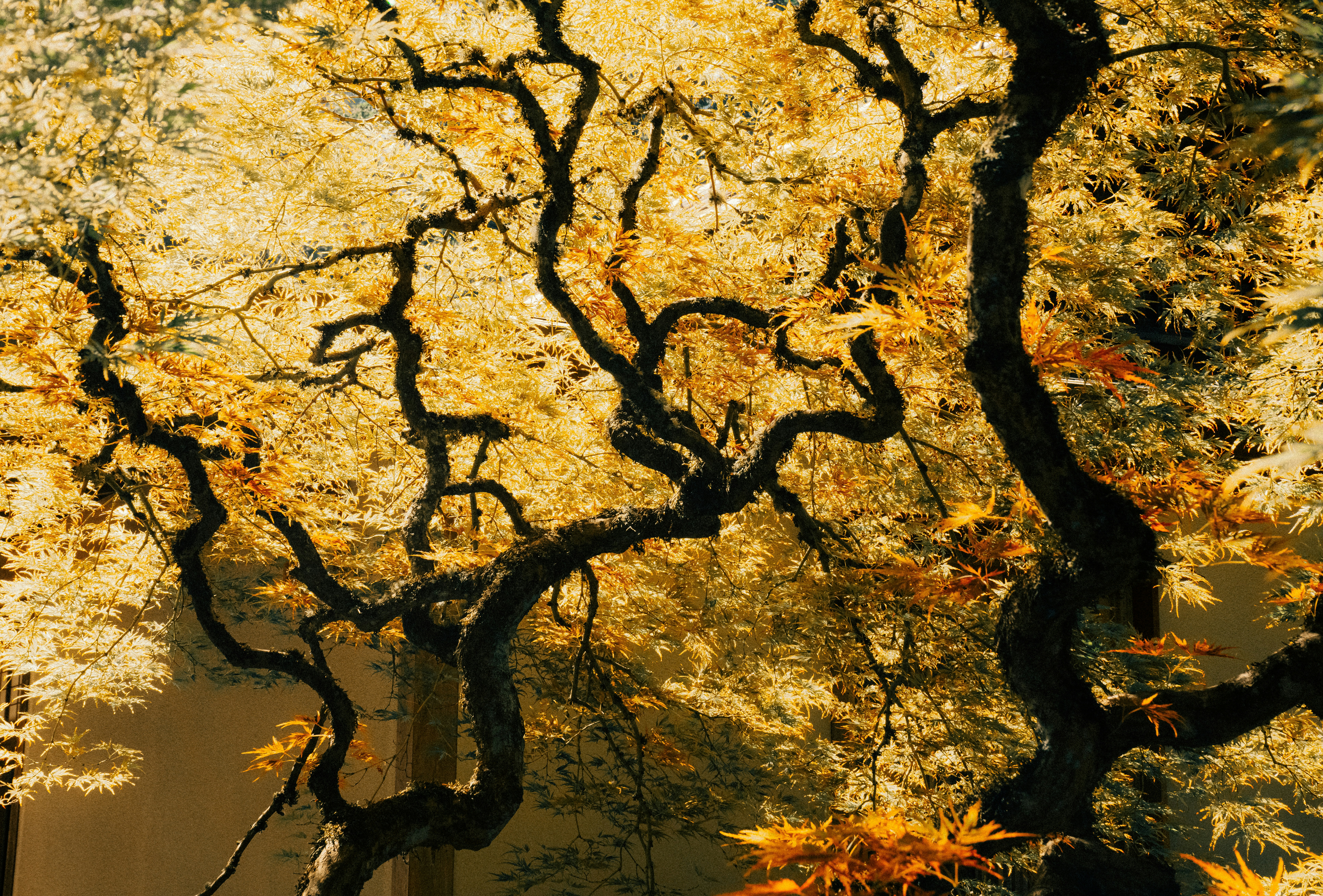Un árbol con hojas amarillas frente a un edificio