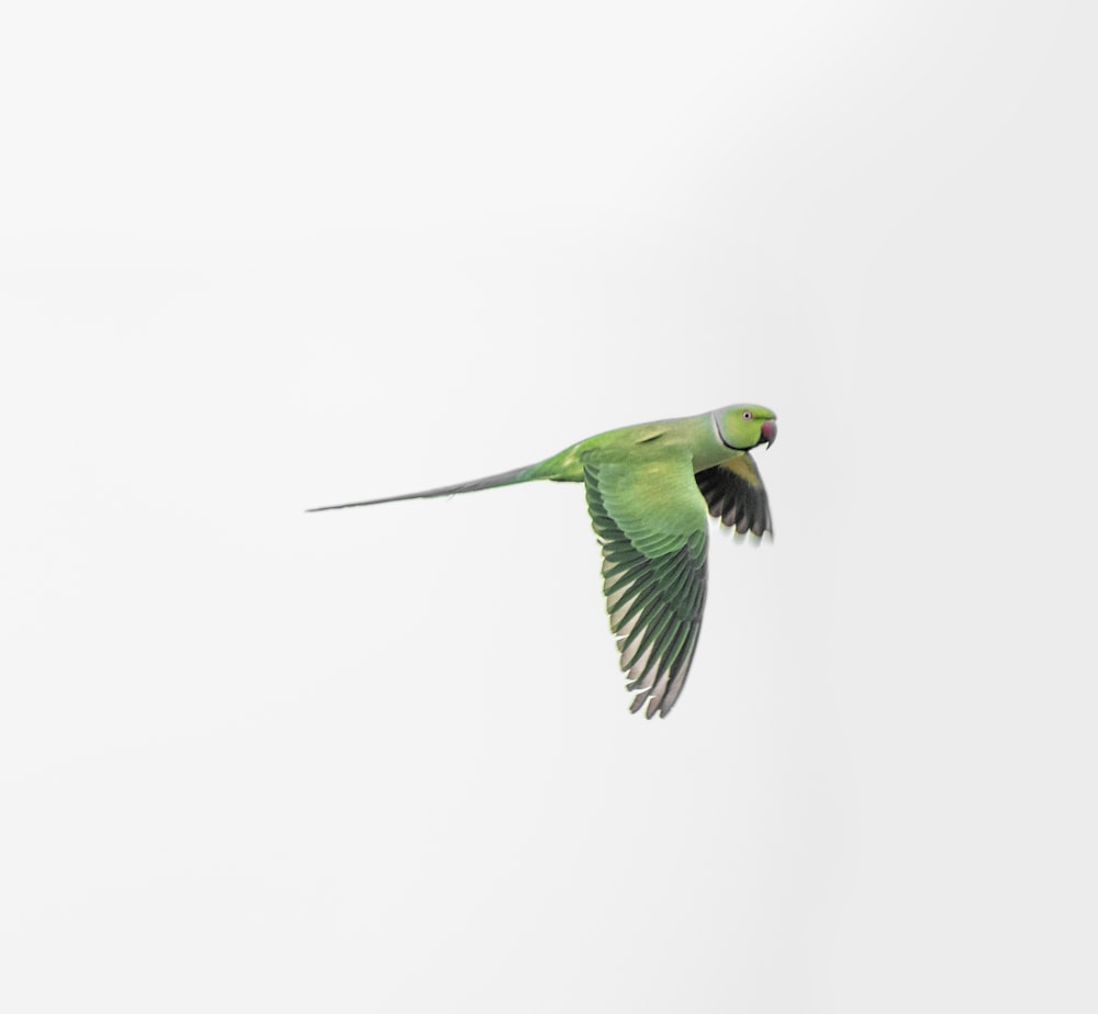 a green bird flying through a white sky