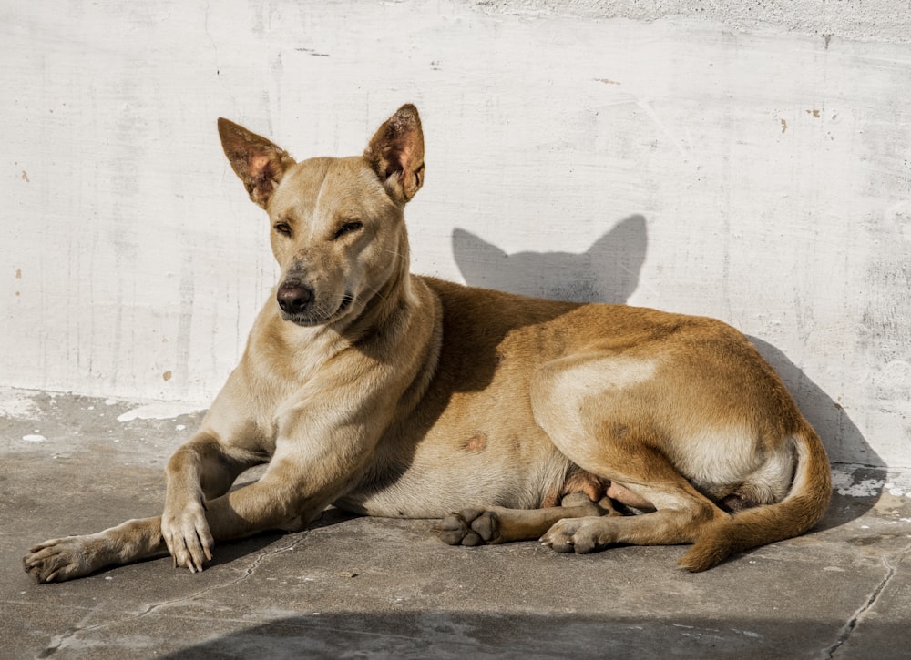 a large brown dog laying on top of a cement floor