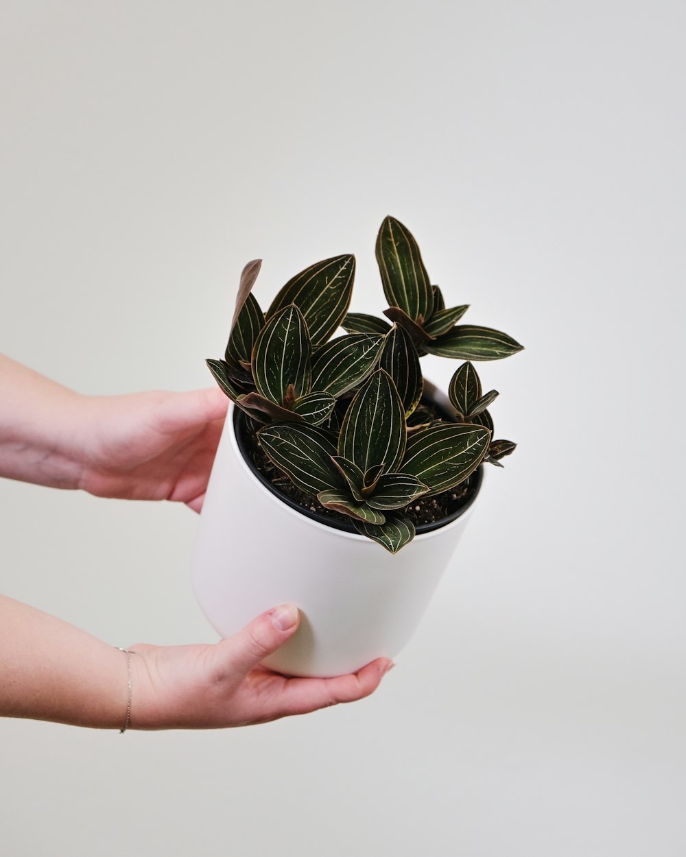 a person holding a potted plant in their hand