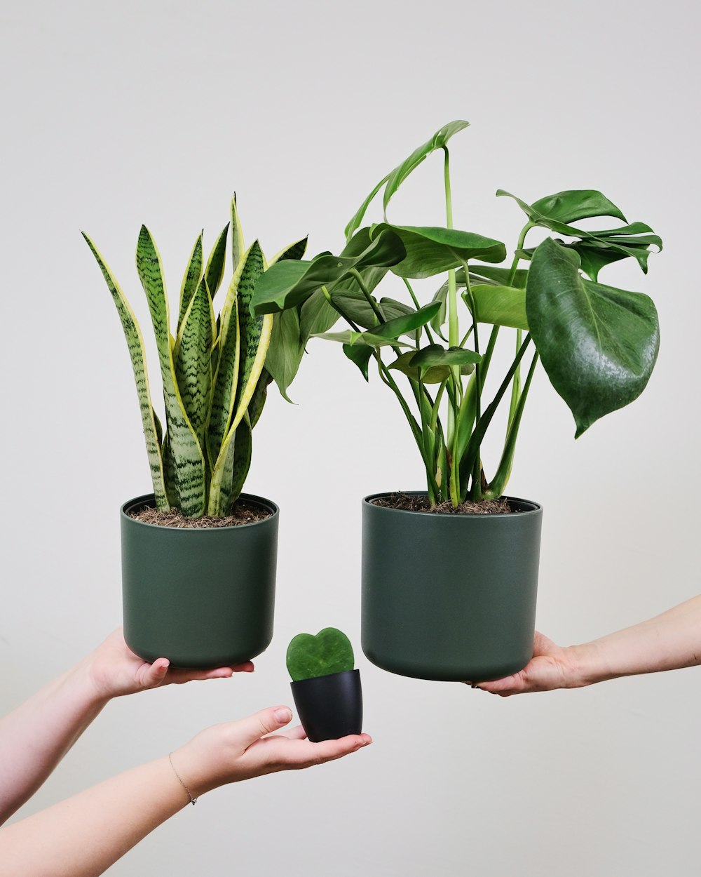 two hands holding a potted plant and a potted plant