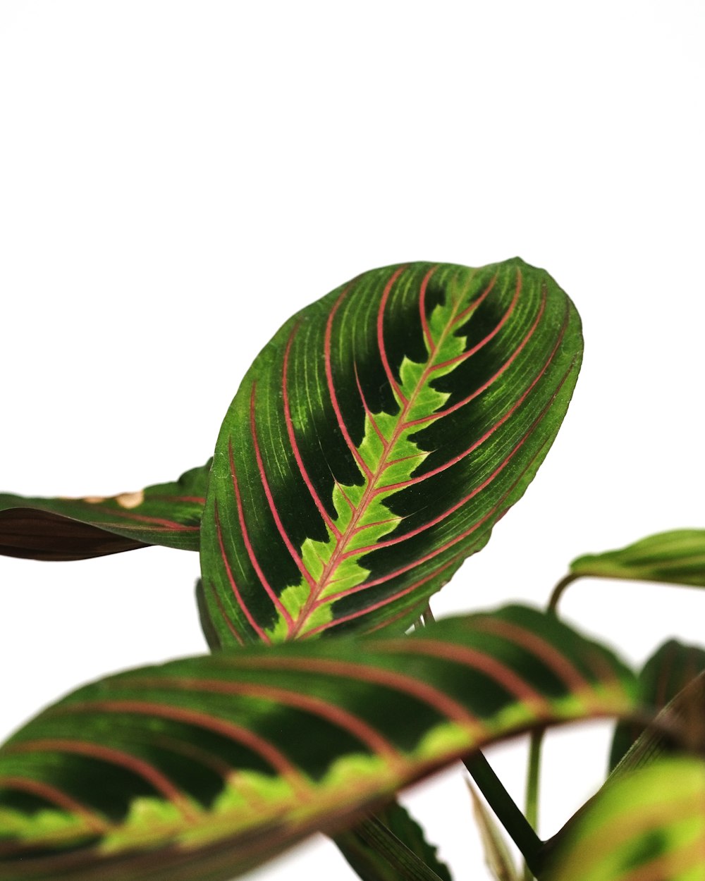 a close up of a green leaf on a plant