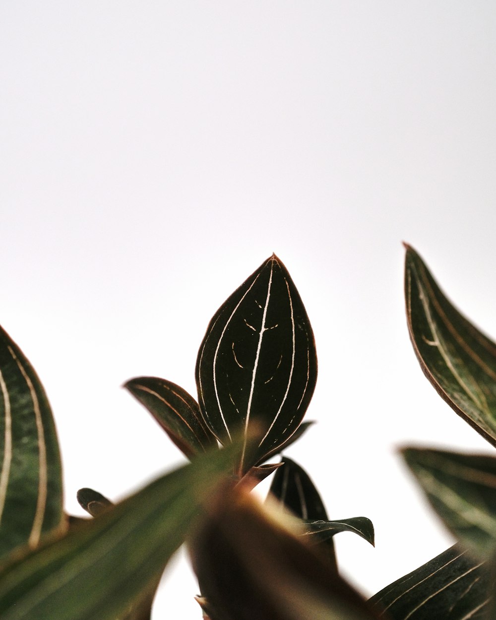 a close up of a plant with a white background