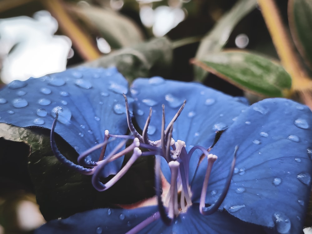 a blue flower with water droplets on it