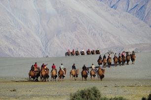 a group of people riding on the backs of horses