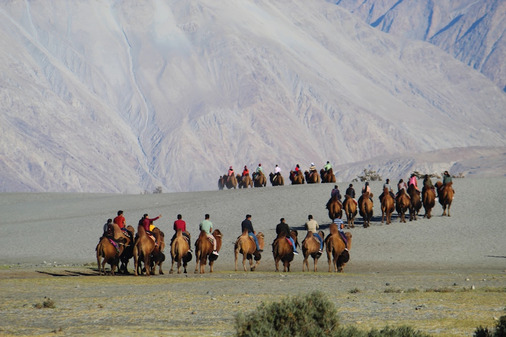 a group of people riding on the backs of horses